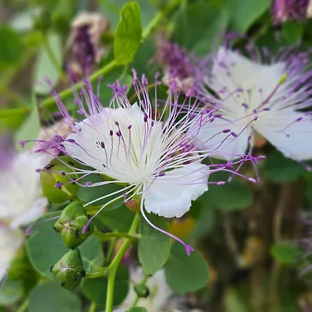 Nanna's Little Paradise Апартаменти *