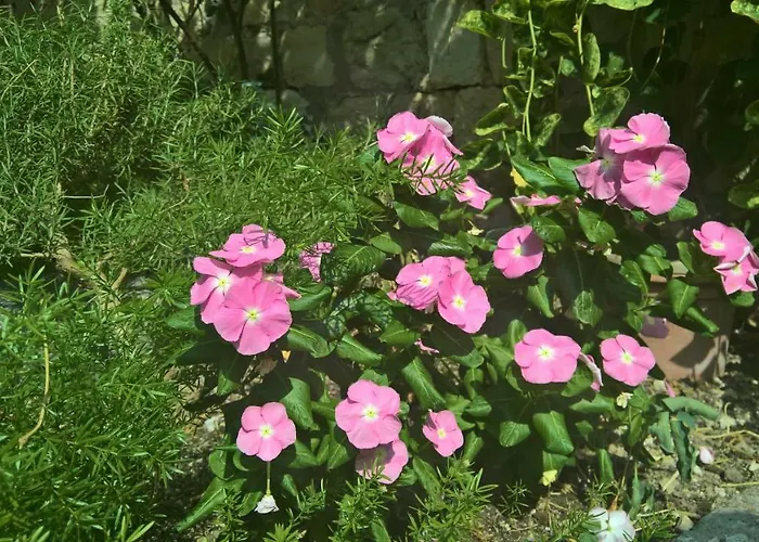 Nanna's Little Paradise * Хвар