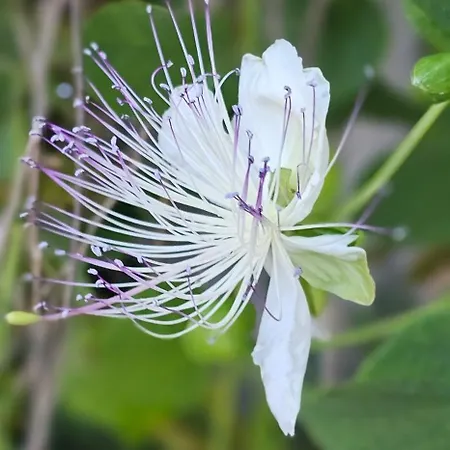 Nanna's Little Paradise Daire