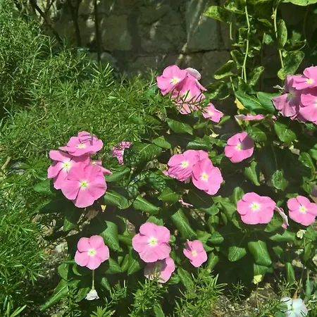 Nanna's Little Paradise * 흐바르