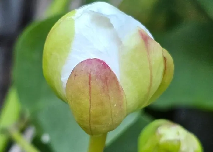 Apartment Nanna's Little Paradise