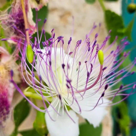 Appartement Nanna's Little Paradise Hvar Town