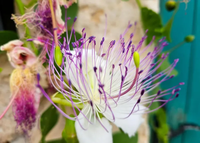 Appartement Nanna's Little Paradise Hvar Town