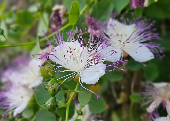 Nanna's Little Paradise Appartement *